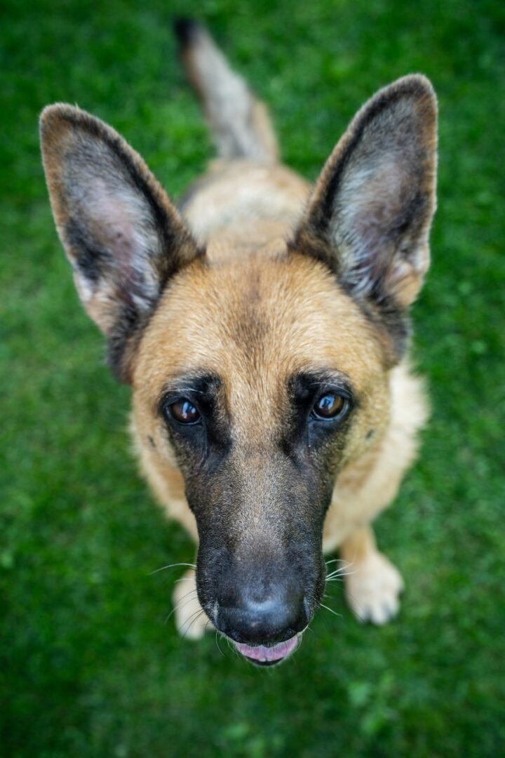 Dog cute face, german shepherd adult portrait