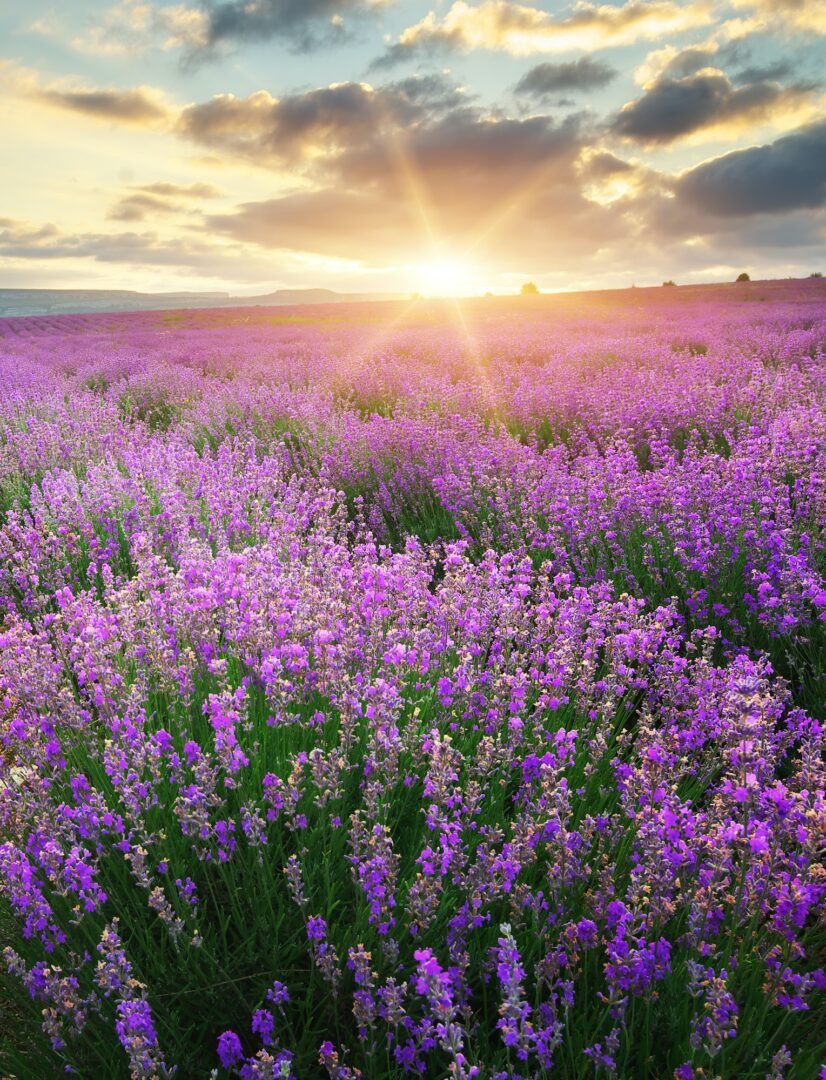 Meadow of lavender.