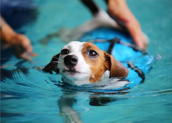 Hydrotherapy for Dogs in Bangalore